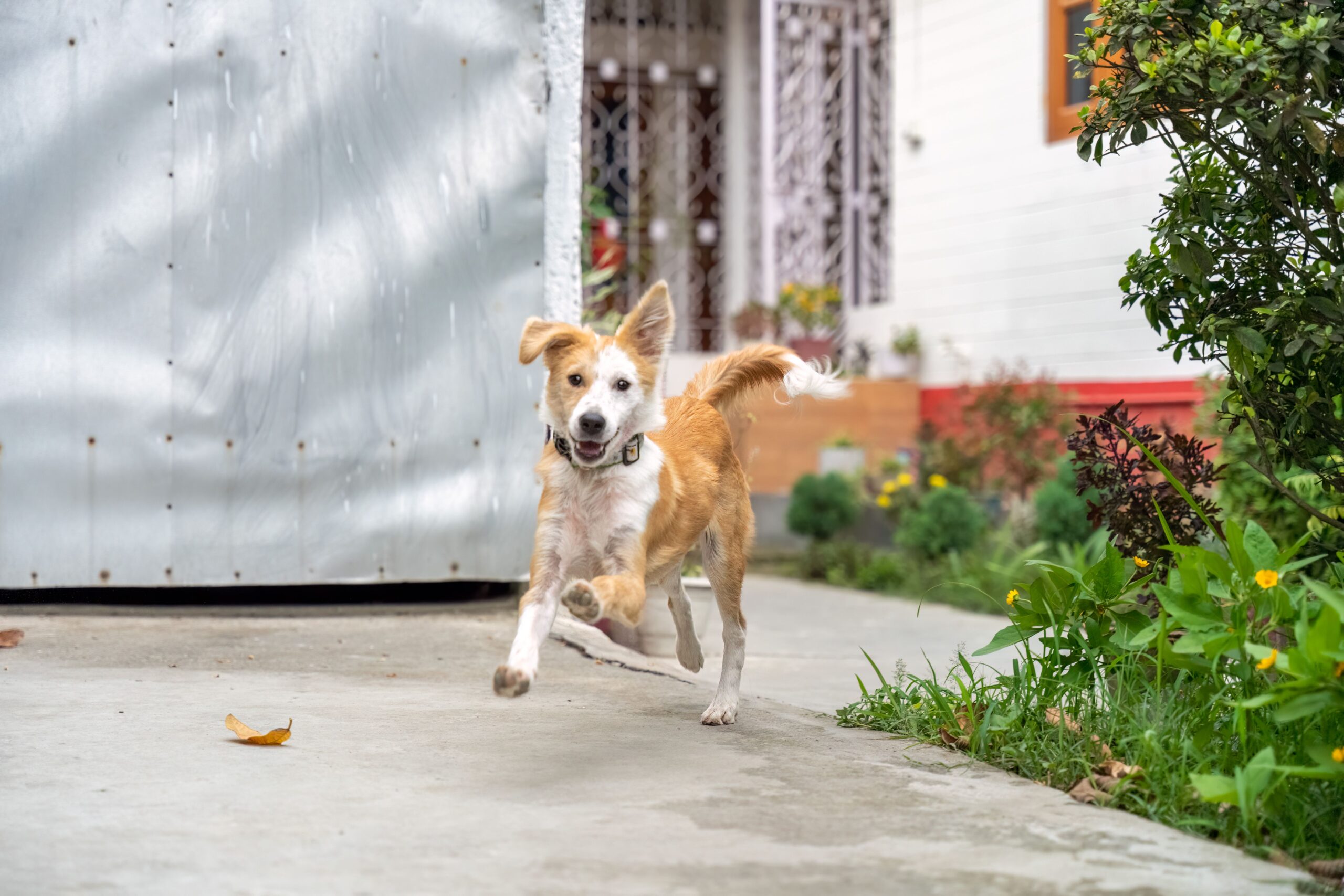 Golden and white mixed-breed dog running at full speed along an outdoor concrete path near a home, illustrating the danger of a loose dog entering a road and potentially causing a motorcycle accident.